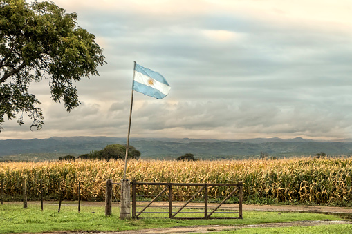 Argentina flag in corn crop at humid pampa, Córdoba, Argentina.